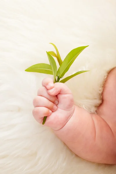 Young and growth — Stock Photo, Image