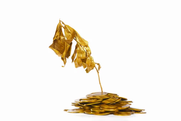 Trockene Goldpflanze auf Goldmünzen — Stockfoto