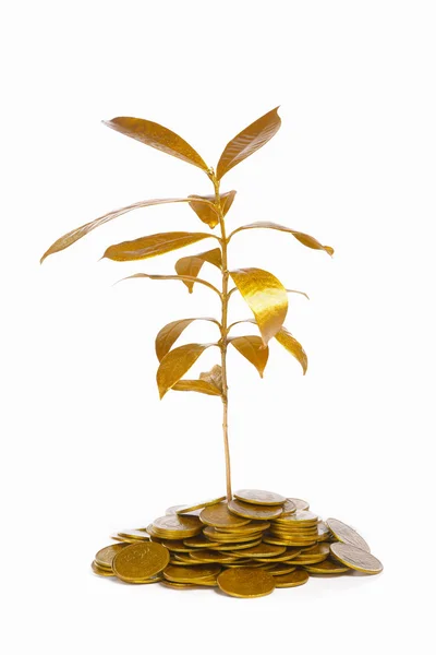 Golden plant between gold coins — Stock Photo, Image