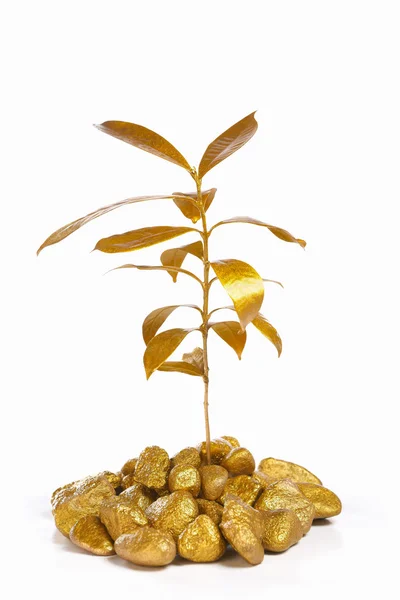 Golden plant between gold rocks — Stock Photo, Image