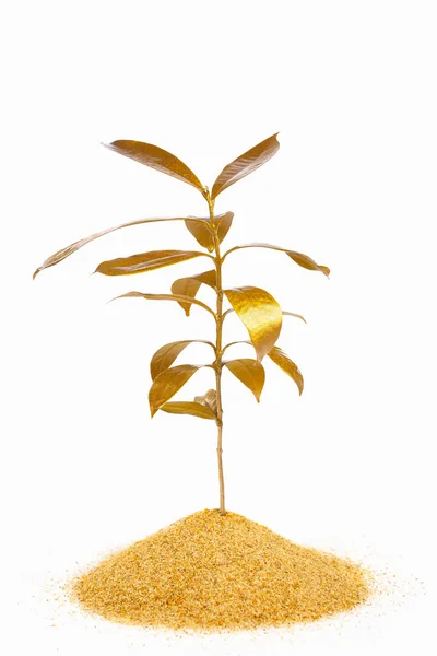 Golden plant — Stock Photo, Image
