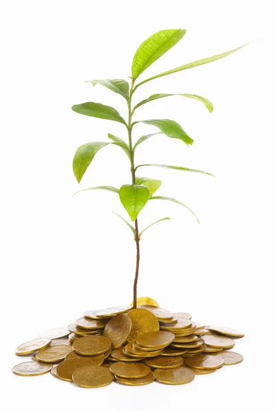Plant growth between gold coins — Stock Photo, Image