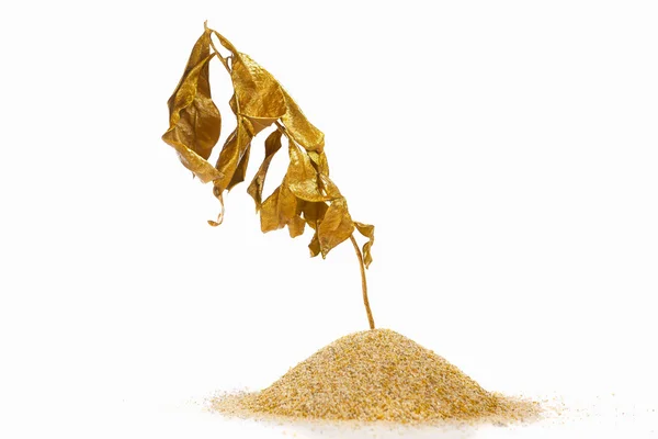 Planta dourada seca — Fotografia de Stock