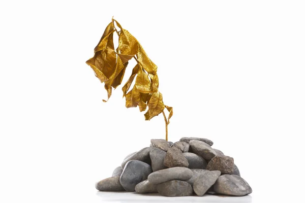 Planta dourada seca em rocha — Fotografia de Stock