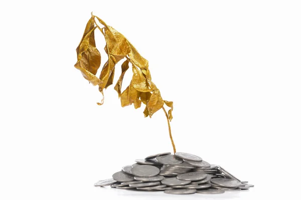 Droog gouden plant op munten — Stockfoto