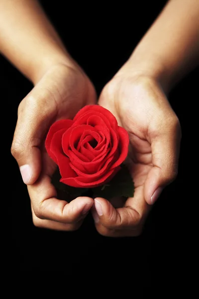 Hands holding red rose — Stock Photo, Image