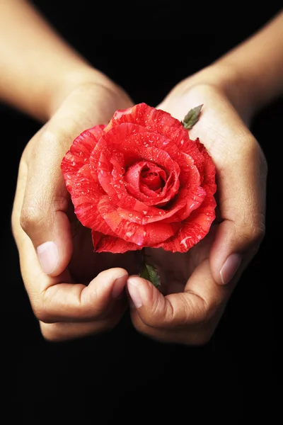 Τα χέρια κρατώντας το κόκκινο τριαντάφυλλο — Φωτογραφία Αρχείου