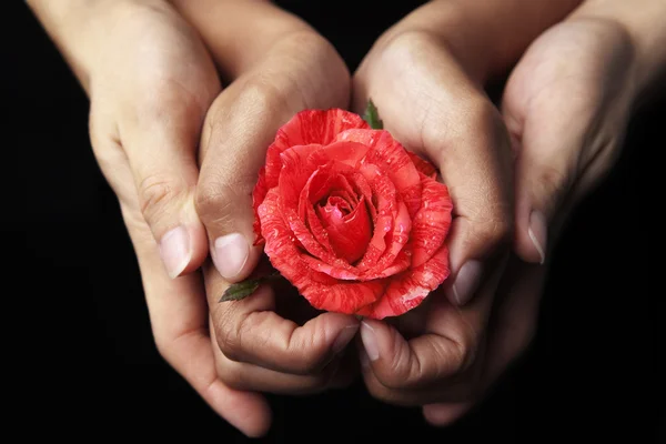 Handen houden rode roos — Stockfoto