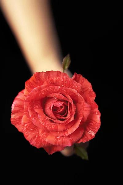Hands holding red rose — Stock Photo, Image