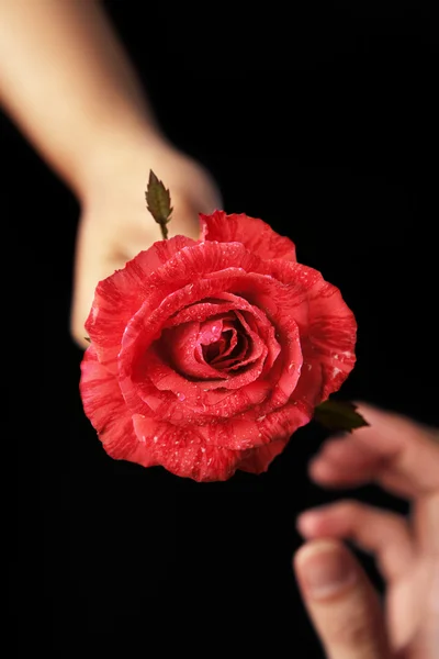 Hands holding red rose and the other receiving — Stock Photo, Image