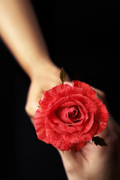 Τα χέρια κρατώντας το κόκκινο τριαντάφυλλο — Φωτογραφία Αρχείου