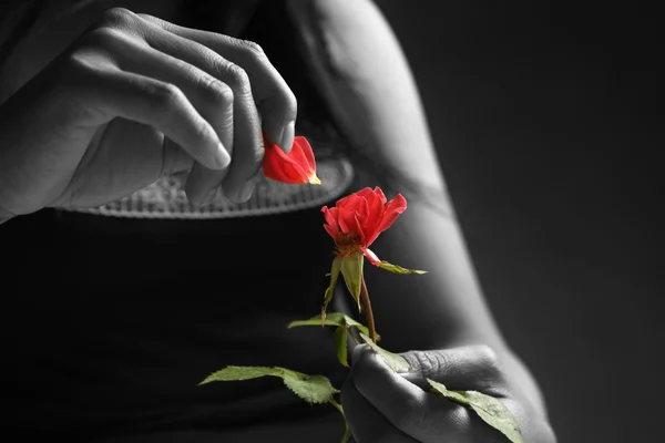破碎的心女孩在摘玫瑰花瓣 — 图库照片