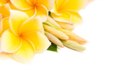 Frangipani flower arranged together clipart