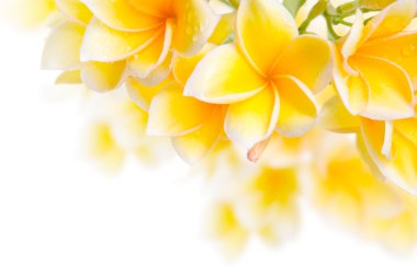 Frangipani flower clipart