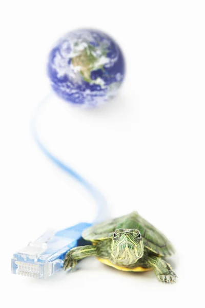 Želva, lan kabel a svět zeměkoule — Stock fotografie