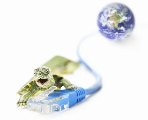 Turtle, Lan cable and world globe — Stock Photo, Image
