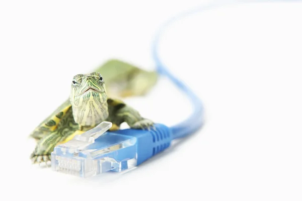 Turtle on LAN cable — Stock Photo, Image