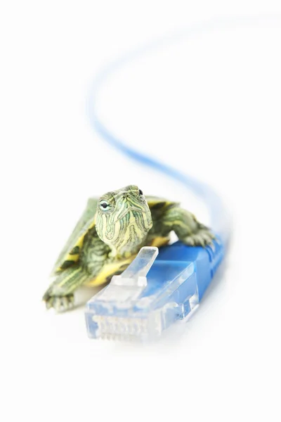 Turtle on LAN cable — Stock Photo, Image