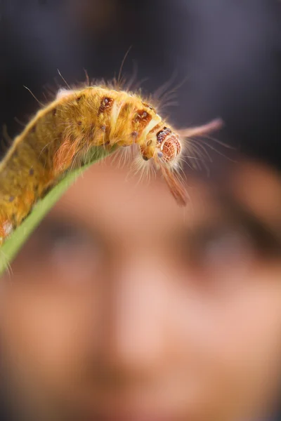Student examining caterpillar — Stock Photo, Image