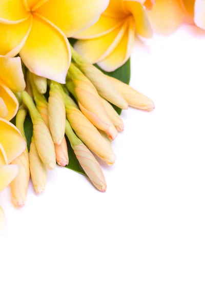 Frangipani flower arranged together — Stock Photo, Image