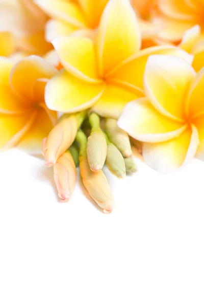 Квітка frangipani, організовані разом — стокове фото