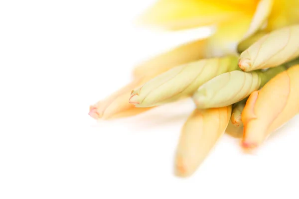 Unbloom fleur de frangipanier — Photo