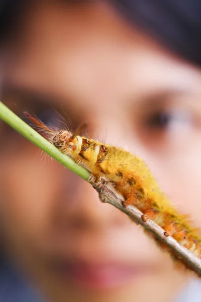 Watching a caterpillar — Stock Photo, Image