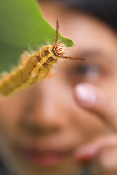 Student learning about caterpillar — Stock Photo, Image