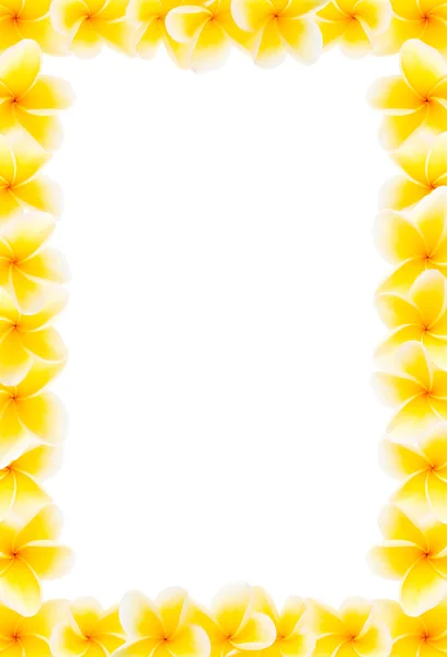 Amarelo frangipani fronteira completa — Fotografia de Stock