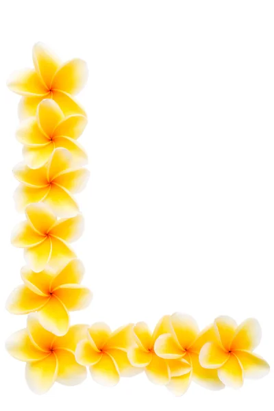 黄色のプルメリア フレーム コンポーネント — ストック写真