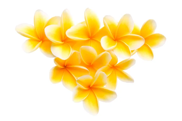 黄色のプルメリアのフラワーアレンジメント — ストック写真