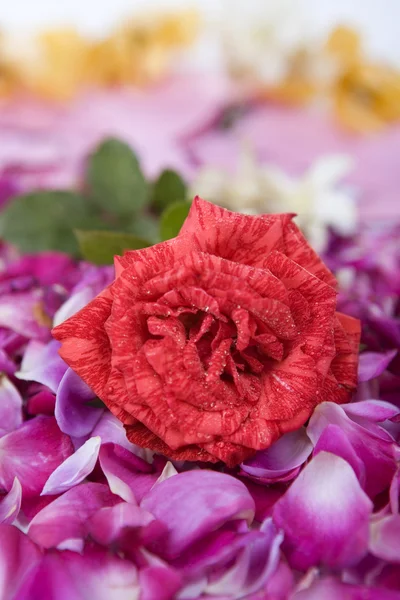 Single red rose between rose petals — Stock Photo, Image