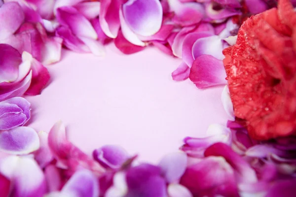 Espaço de cópia entre pétala de rosa — Fotografia de Stock