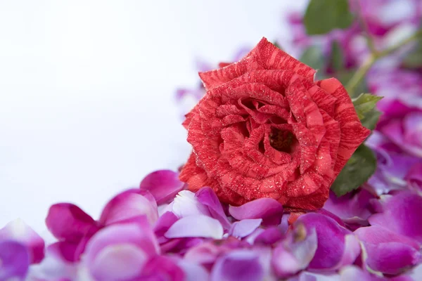 Sola flor de rosa por encima de pétalo de rosa dispersa —  Fotos de Stock