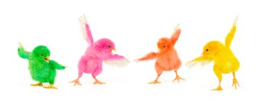 Chicks are in action - the calm vs noisy clipart