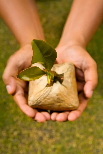 Plante esta semente de árvore — Fotografia de Stock