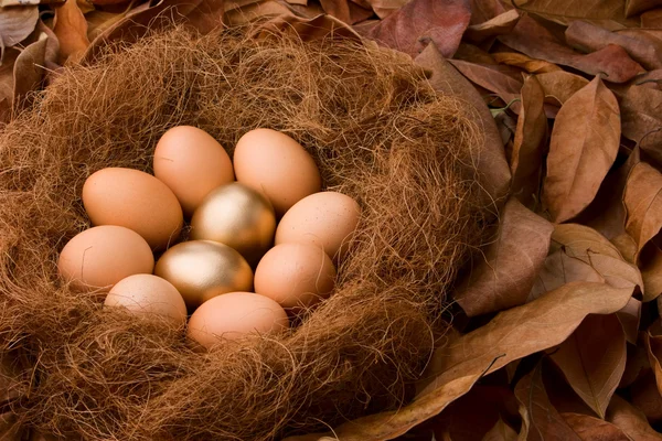 Serie uovo: Probabilità 2: 8 con sfondo — Foto Stock