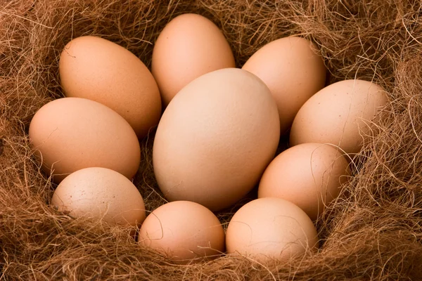 Série de ovos: Seja maior entre o outro - zoom — Fotografia de Stock