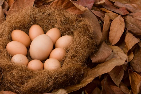 Serie de huevos Sé el más grande — Foto de Stock