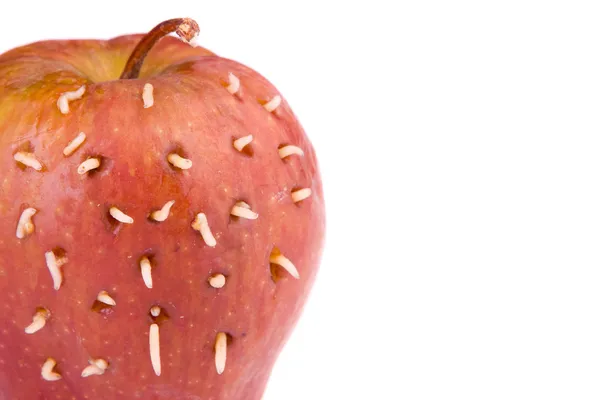 Личинки на гнилом яблоке — стоковое фото