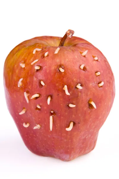 Личинки выходят из гнилого яблока — стоковое фото