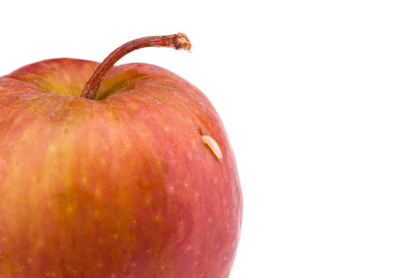Одинокая личинка выходит из яблока — стоковое фото
