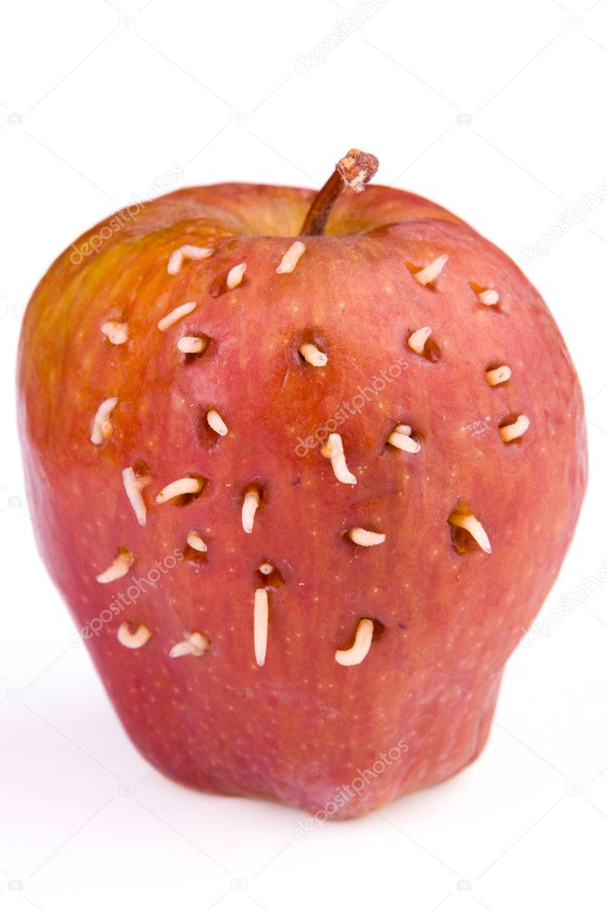 Maggots come out from rotten apple