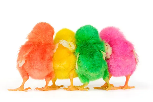 Chick are in secret discussion — Stock Photo, Image