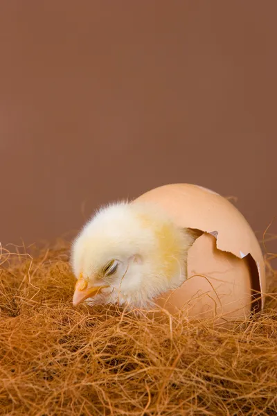 孵出的小鸡 — 图库照片