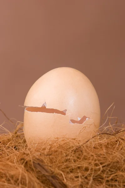 Casca de ovo vazia — Fotografia de Stock