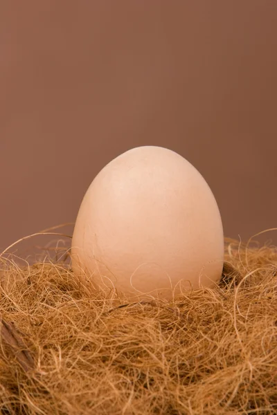 Huevo en el nido — Foto de Stock