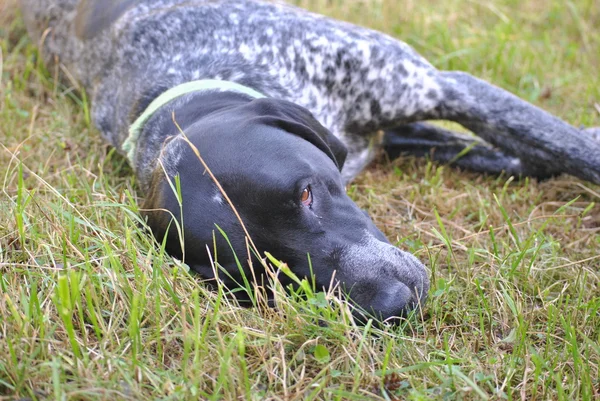 Собака відпочиває на трав'яному полі — стокове фото
