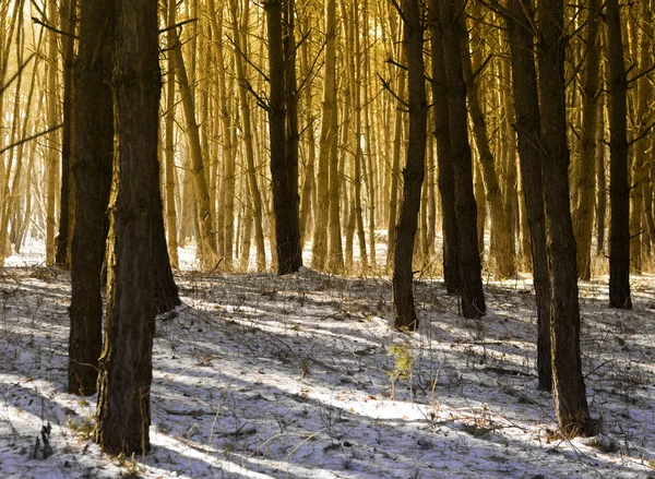 Luz del sol de la mañana y sombras en el bosque —  Fotos de Stock