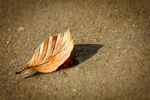 stock image Closeup of orange leaf abandoned on concrete